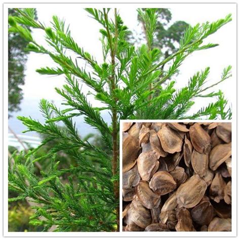 Liu Shan hot sale Cryptomeria Fortunei Seeds pine tree seeds for ...