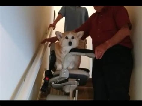 Dog Rides A Stair Lift | Mobility123 - YouTube