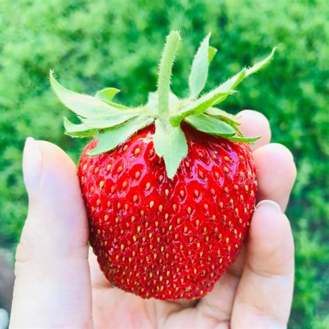 Recommended Strawberry Varieties By State Updated 2022