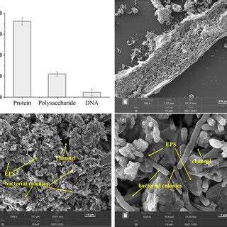 | The microbial community structure of natural biofilms. (a) bacterial ... 