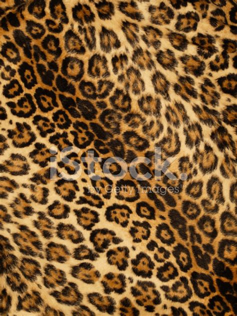 Leopard Print Stock Photo | Royalty-Free | FreeImages