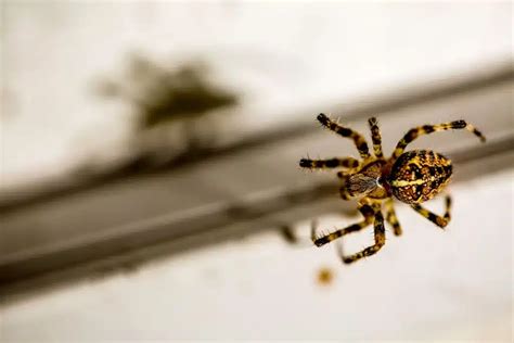 Spider Exterminators Removing And Preventing Spider Infestation