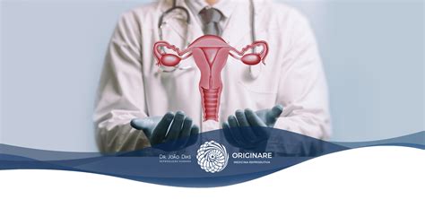 Sistema Reprodutor Feminino E A Fertilidade Conheça A Importância De