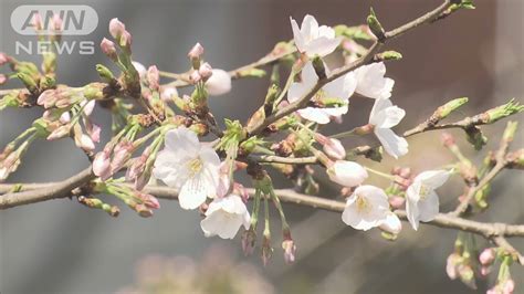 東京都心で今年初の夏日 5〜6月並みの暖かさに