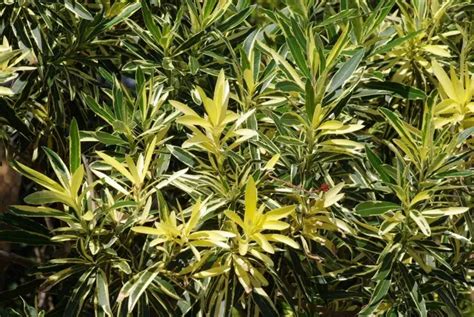 Nerium Oleander Splendens Variegata Laurier Rose Off