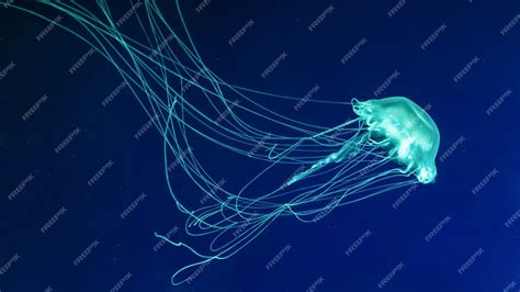 Premium Photo Glow Jellyfish Chrysaora Quinquecirrha In Blue Water