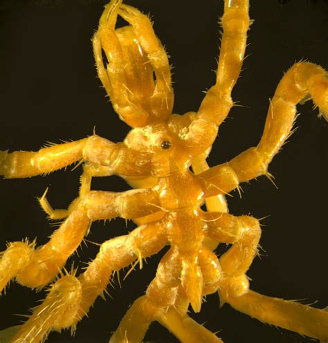 Sea spiders provide insights into Antarctic evolution — Australian ...