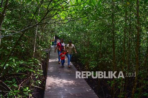 Pengunjung Nikmati Asrinya Hutan Mangrove Sofifi Di Maluku Utara