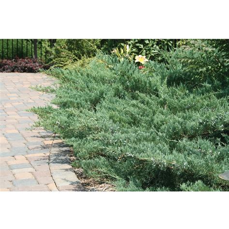 Blue Rug Juniper, 1 lb. | Rural King