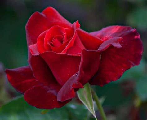 La Rosa Mister Lincoln Quella Che Profumer Di Pi La Tua Casa