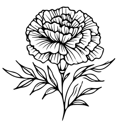 Premium Vector | Marigold flower drawing marigold flower drawing for kids flower coloring pages ...