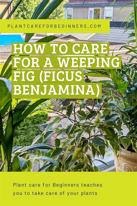 How To Care For A Weeping Fig Ficus Benjamina Artofit