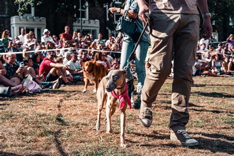 Showing Your Dog In Akc Conformation Shows Pethelpful