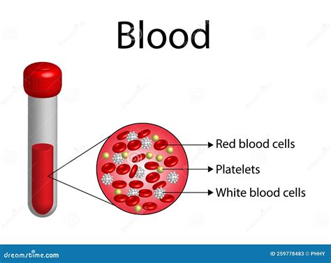 Blood Composition Platelets Red Blood Erythrocytes And White Blood