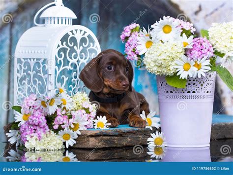 Dachshund Puppy And Flowers Chamomile Stock Photo Image Of Carnivore