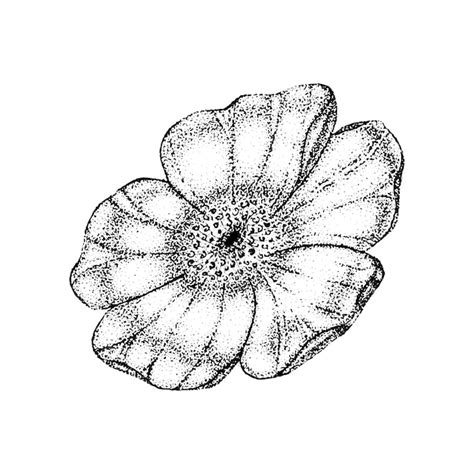 Dibujo Y Boceto De Flores De Rosa Silvestre Con Puntillismo Sobre Fondos Blancos Ilustración