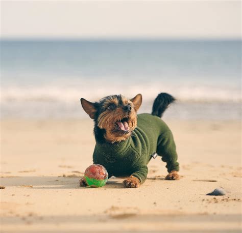 Dog-friendly beaches on the Wales Coast Path | Visit Wales