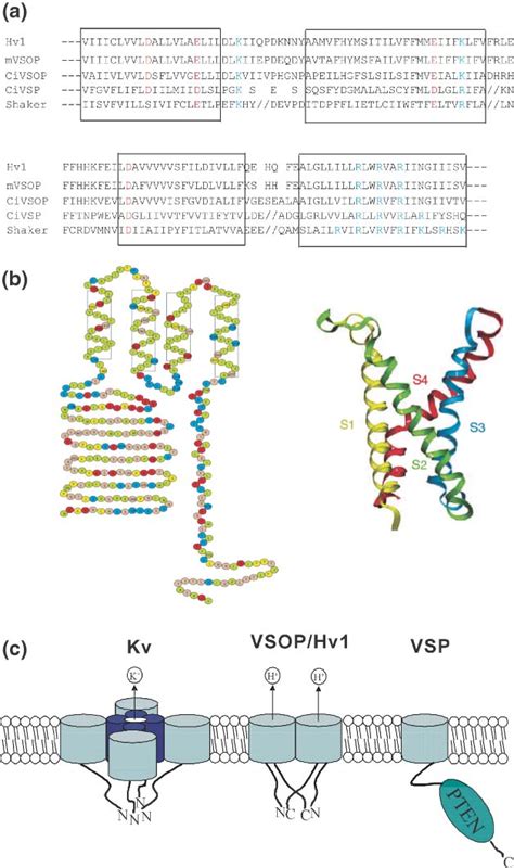 Amino Acid Sequence Of Hv Vsop Channels And Proposed Architectural