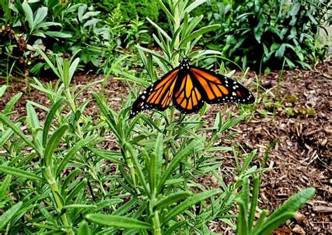 How New Yorkers Can Help Save the Endangered Monarch Butterfly