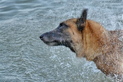 picture beautiful cute dog light brown pedigree purebred