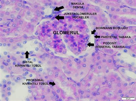 ÜRİNER SİSTEM histoloji