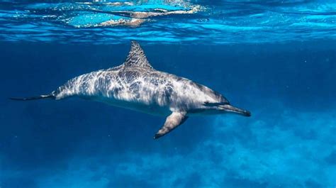 Spinner Dolphin - Snorkelverse