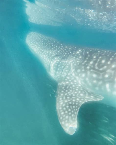 How to Ethically Swim with Whale Sharks in La Paz, Mexico