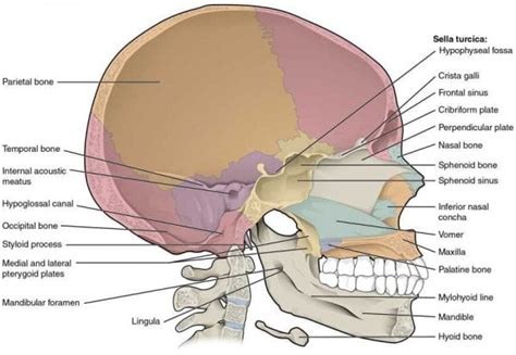 Anatomia Del Cranio Biopills