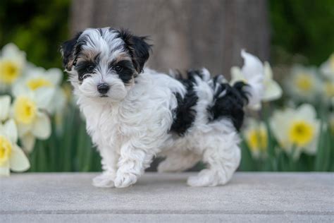 Maltipoo Puppies For Sale With 10 Year Health Guarantee My Doodle