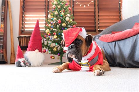 Dog Boxer Christmas - Free photo on Pixabay - Pixabay