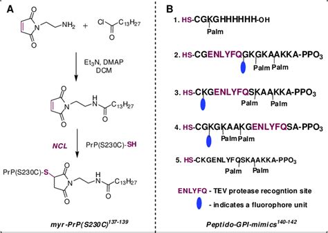 Synthesis Of Gpi Like Conjugates Via Native Chemical Ligation Ncl Download Scientific Diagram