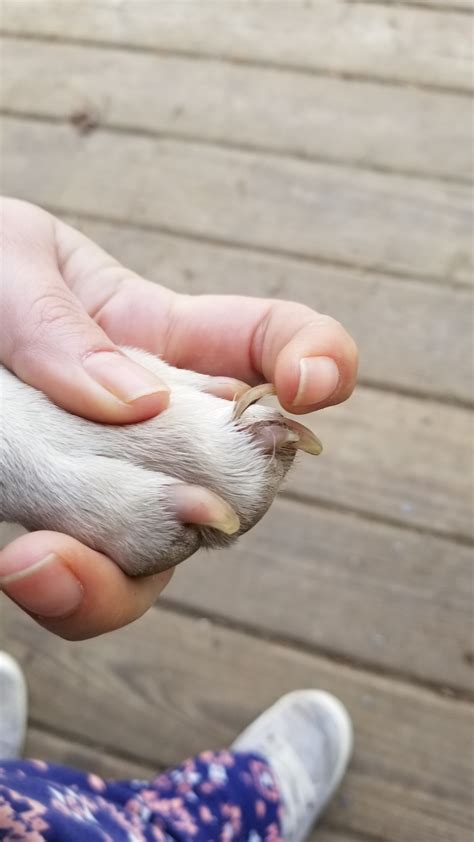 What Causes A Dogs Nails To Split