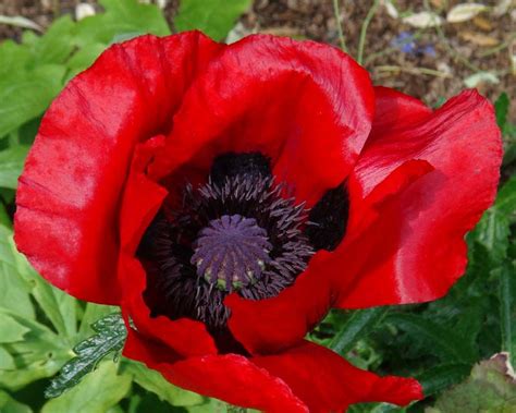 Купить семена Мак Papaver Marcus Perry в Москве: доставка семян по ...