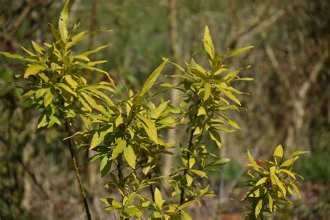 Salix ‘Golden Sunshine’ | The Biking Gardener