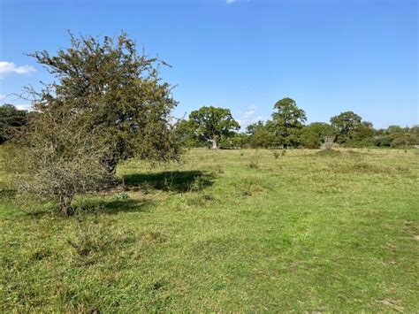 Grazing Field Fulbourn Fen Nature Mr Ignavy Cc By Sa 2 0