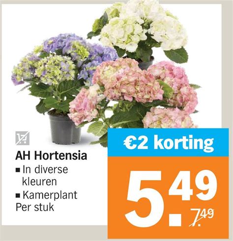 Ah Hortensia Aanbieding Bij Albert Heijn