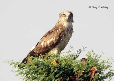 Short Toed Snake Eagle