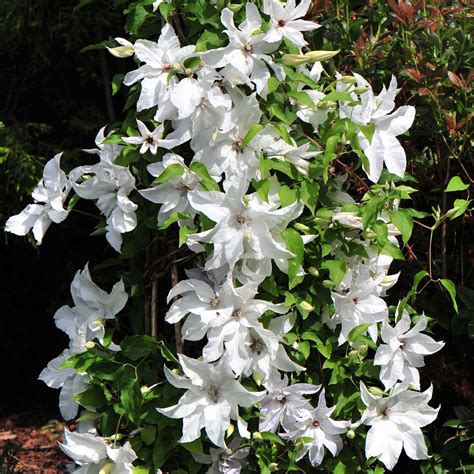 Clématite Beautiful Bride Clematis Florifère à Grandes Fleurs Blanc Pur