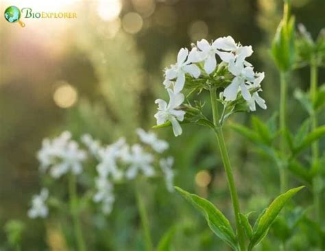 Night Flowering Catchfly Silene Noctiflora Bioexplorer Net