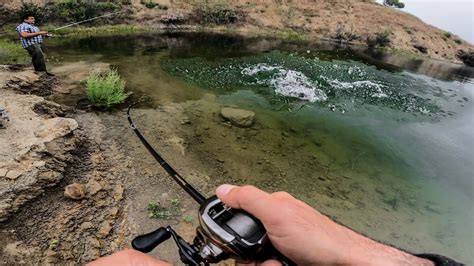 INSANE Topwater Bass Fishing From Shore At Castaic Lake Bass