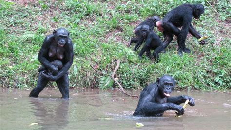 Study Bonobos Talk Like Babies Cnn