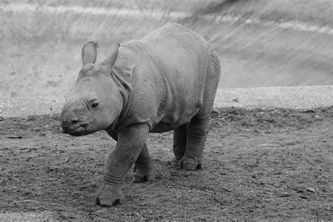 60 Free Rhinoceros Baby And Rhino Images Pixabay