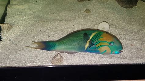 Goldbar Wrasse Supermale 249 Kenya Youtube