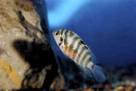 The Convict Cichlid Fish Amatitlania Nigrofasciata Stock Photo