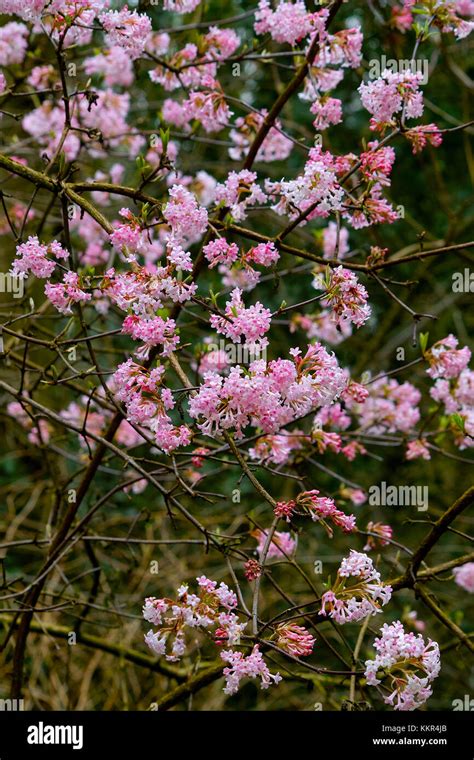 Pink Blooming Shrub With A Abundance Of Flowers Of The Arrowwood Dawn