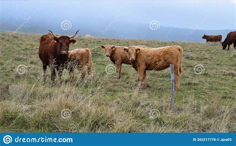 Mother cow with her calf stock photo. Image of industry - 262217778