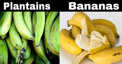 The 5 Differences Between Plantains And Bananas Differences Between