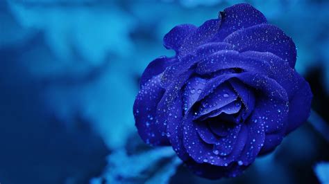 Blue Rose Google Meet Background