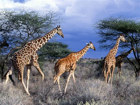 animals animals animals encyclopedia  world photo