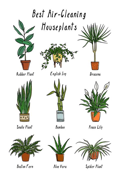 Top Air Cleaning Indoor Plants